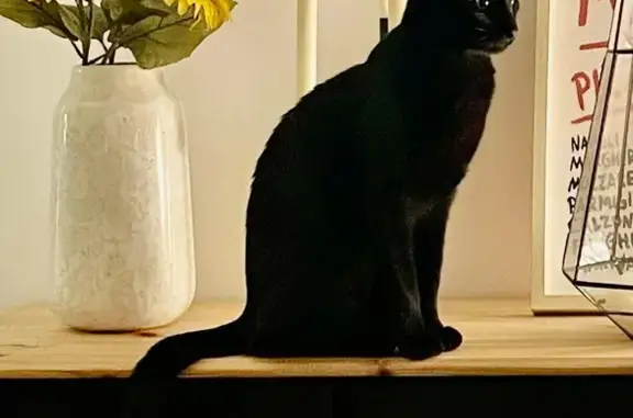 Chat noir 1 an disparu à Brax - photo