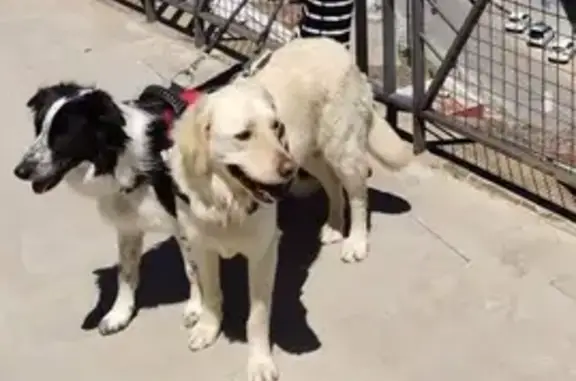 Perro perdido: Border Collie en Cala Murada