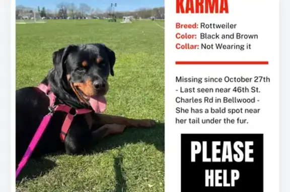 Lost Rottweiler: Female, Docked Tail