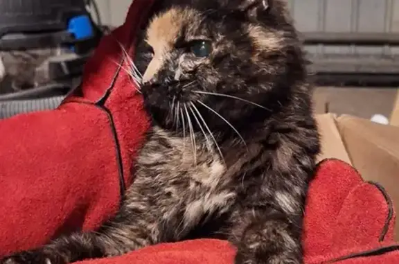 Animaux trouvés Saran, photo: Chatte écaille errante trouvée à Saran