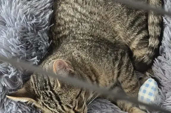 Missing Tabby Kitten: Felton Area Alert!