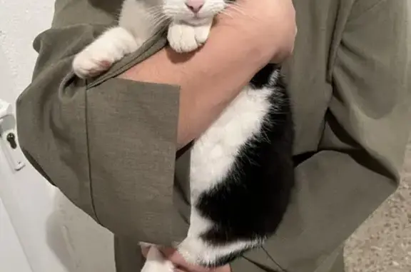Chat trouvé à Golbey, Léon Gambetta 34 - photo