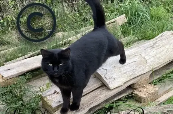 Chat perdu, , photo: Chat noir perdu à Urgosse, Occitanie