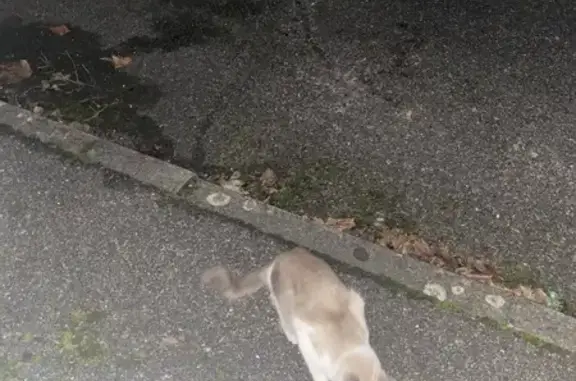 Chat beige et blanc trouvé, peureux à Lyon - photo