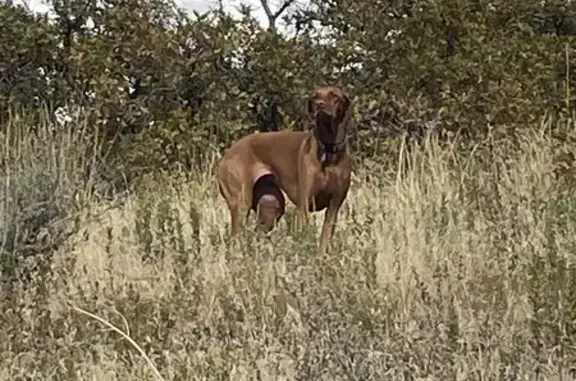 Lost Vizsla Spotted Near Carrigan Canyon