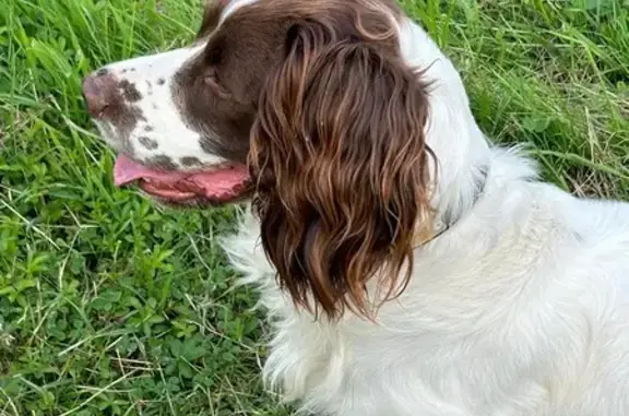 Chien perdu , photo : Springer mâle 3 ans perdu à Courmemin