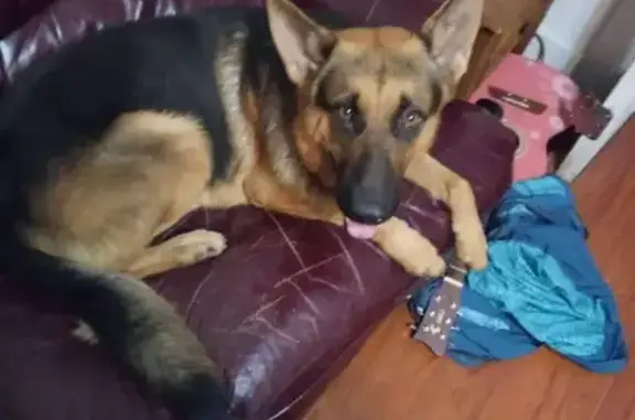 Lost 2-Year-Old German Shepherd in NOLA