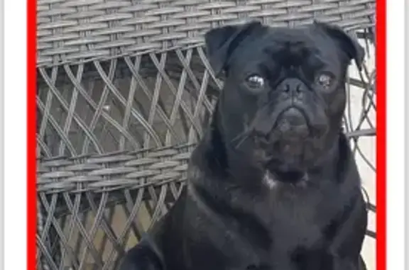 Lost Black Pug: Burnsville, White Chest