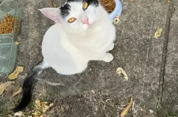 Found: Sweet White Cat in Colu...