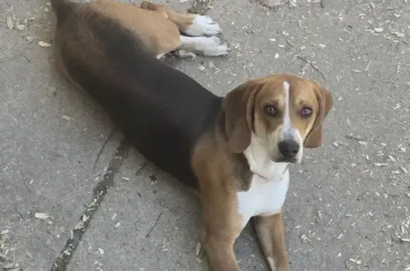 Missing Beagle: Loved Family Pet Lost