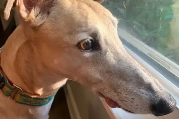 Tan greyhound. She is wearing a black collar with colorful monsters. She is not used to being outdoors, so she must be scared.