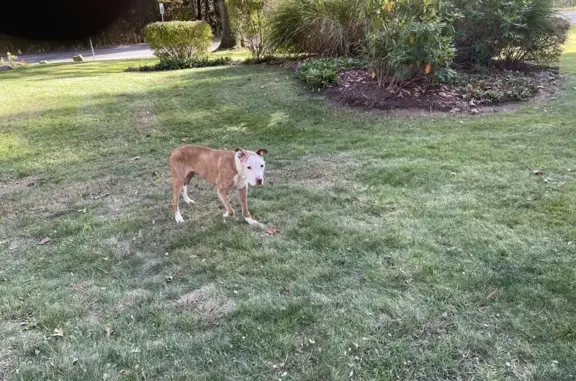 Found: Female Pit Bull Mix on Menoher Blvd