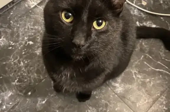 Lost Black Cat with Yellow Eyes: Greencastle