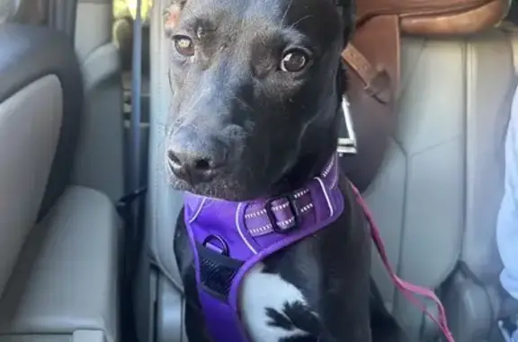 Lost: Timid Black Pit Lab Mix in Warwick