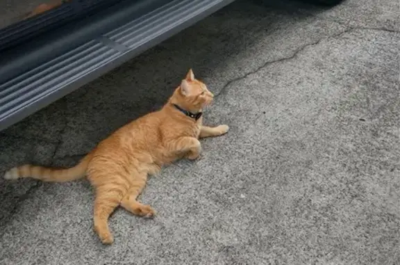 Found: Orange Cat with Tracker...