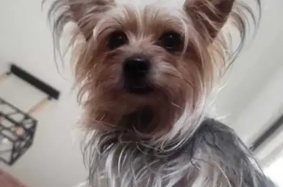 Yorkie Perdida en Tesistán: Ayúdanos a Encontrarla