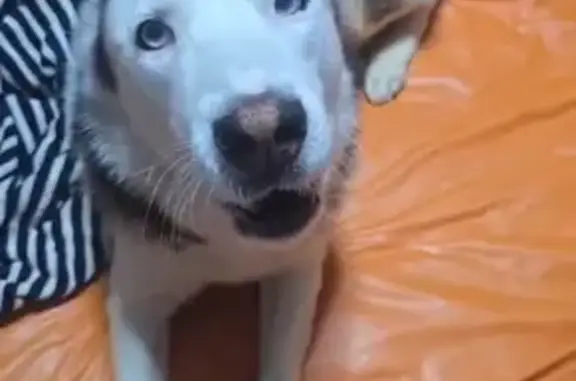 ¡Perro Husky Tricolor Perdido en Zapopan!