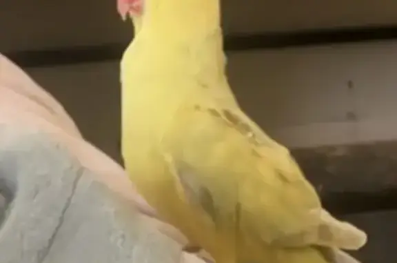 Lost Yellow Parakeet in The Hills Shire