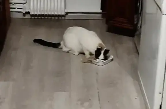 Chatte intruse cherche refuge, Boé - photo