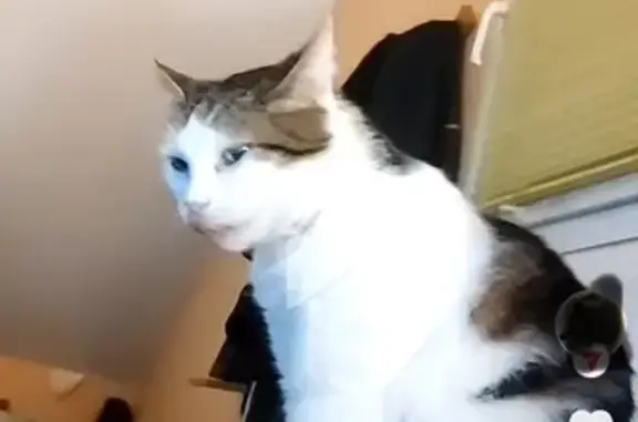 Chat Titout perdu, besoin traitement urgent - photo