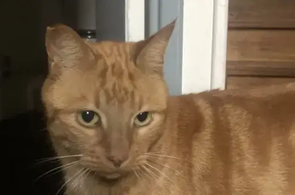 Animaux perdus , photo: Chat roux perdu près école cirque Cherbourg