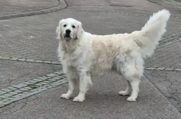 Chien trouvé Florange, photo: Chien trouvé seul, rue de la Licorne