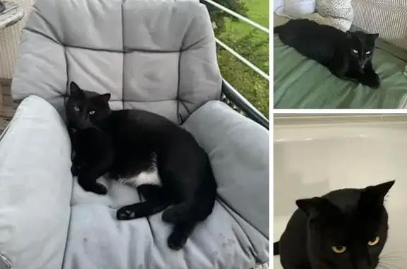 Animaux perdus L'Isle-d'Abeau, photo: Chat noir perdu, tache blanche, L'Isle-d'Abeau