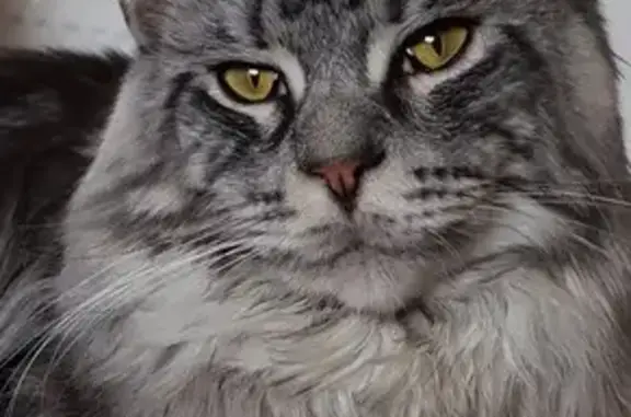 Animaux perdus La Longueville, photo: Chat gris Maine Coon disparu, La Longueville