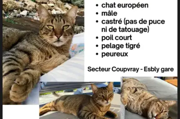 Animaux perdus Coupvray, photo: Chat disparu à Coupvray : mâle castré