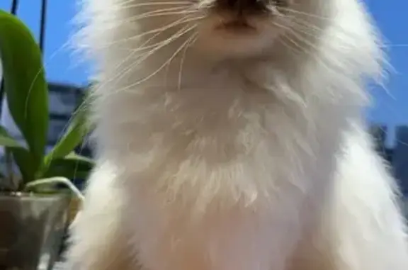 Chat blanc et marron perdu à Sainte-Pazanne - photo