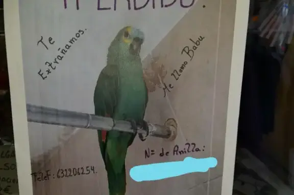 ¡Ayúdanos a encontrar a nuestro lorito perdido!