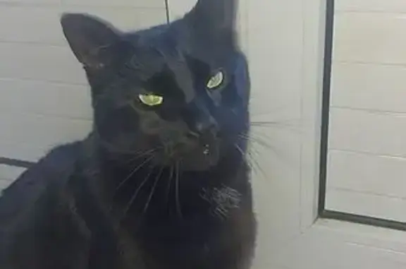 Animaux perdus Jouy, photo: Chat noir disparu à Jouy, Rue des Terres Molles