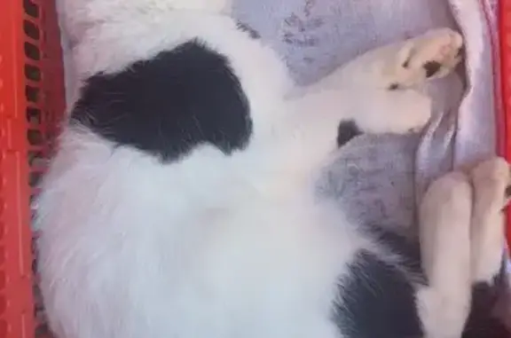 Animaux trouvés Delle, photo: Chat mâle noir et blanc trouvé malade