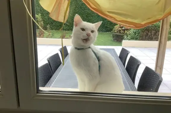 Chat blanc trouvé Rue Victor Hugo - photo