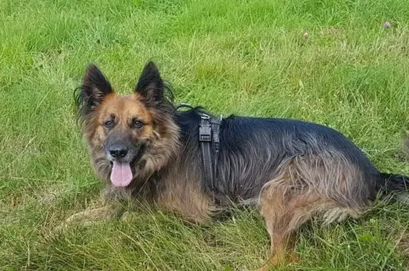 Chien perdu , photo : Berger belge tervueren perdu à Saint-Gilles
