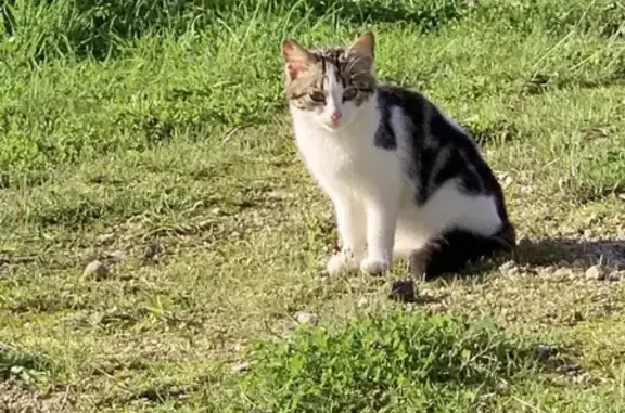 Chaton sauvage trouvé à Plouhinec - photo