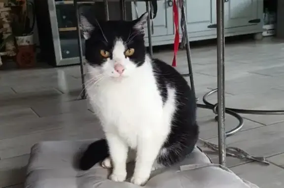 Chat perdu à Pont-du-Château : Oreo - photo