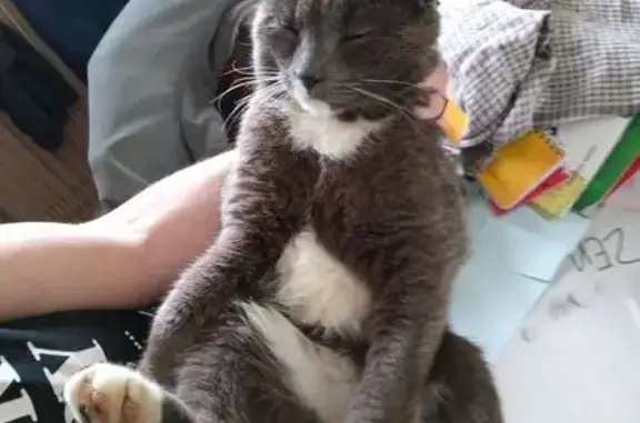 Chat gris Wylson disparu à Durtal - photo