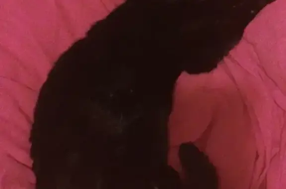 Animaux perdus Rebais, photo: Chat noir femelle perdu à Rebais