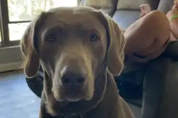 Lost Silver Lab Boomer Near Hwy 1