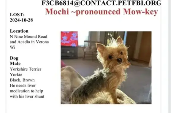 Lost Yorkie: Needs Meds, Verona Area