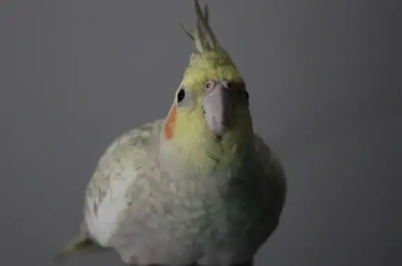 Lost Cockatiel: Bright Yellow...