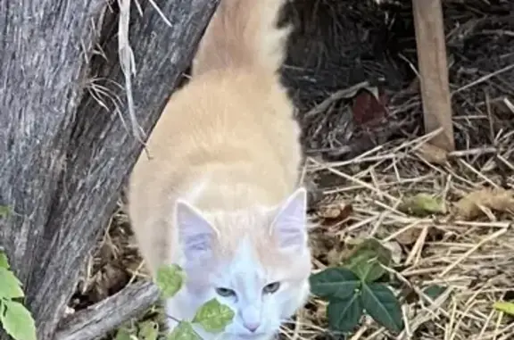 Sweet Orange Kitten Found in M...