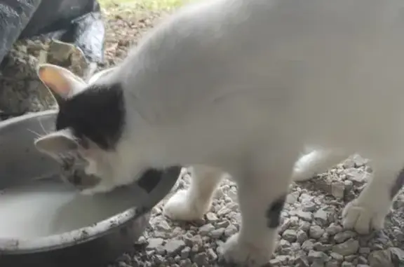 Chat trouvé , photo: Chatte 1 an trouvée à Fontaines-en-Sologne