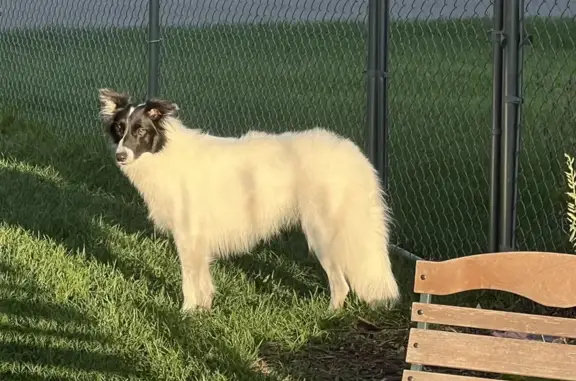 Missing Border Collie: Maplewood Alert