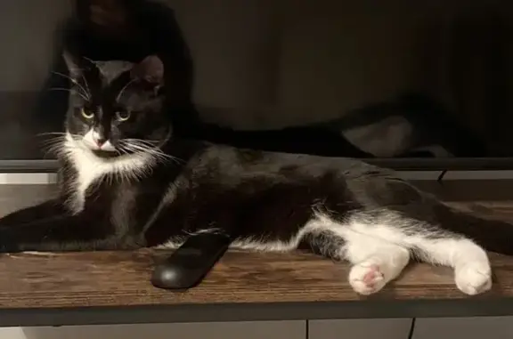 Animaux perdus Yzeure, photo: Chat noir et blanc perdu à Yzeure