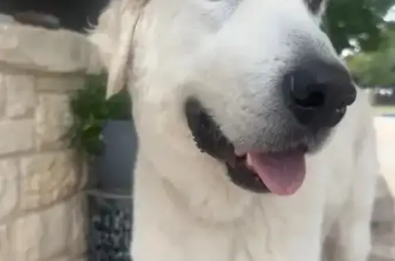 Lost Great Pyrenees in Mico - Help Find!