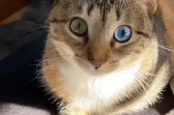 Chat perdu, Messery, photo: Chatte écailles disparue à Messery