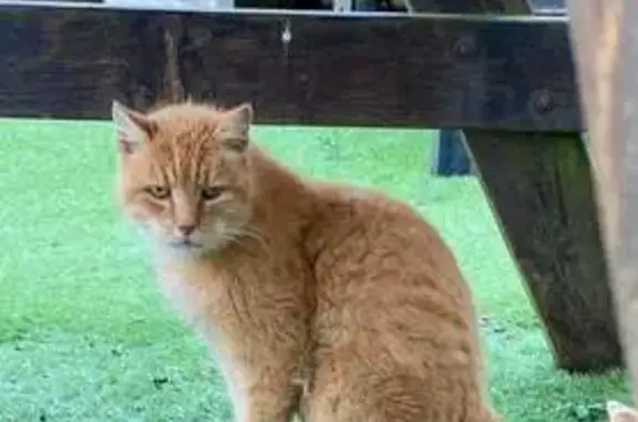 Chat trouvé sans dents, très gentil, Audresselles - photo