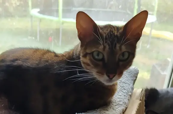 Missing Savannah Cat: Talkative & Shy